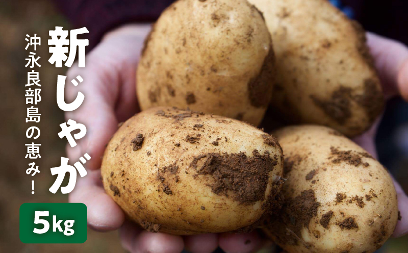 【2026年先行予約】沖永良部島の恵み！新じゃが 5kg【2月下旬～4月下旬】　W011-071u