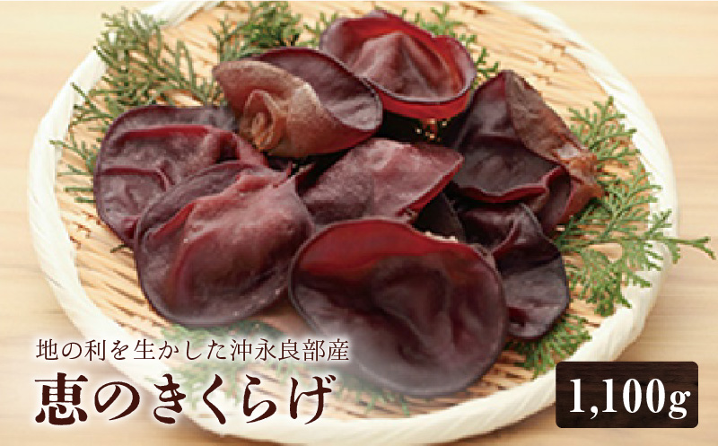 ■地の利を生かした沖永良部産 恵の生きくらげ　W012-001