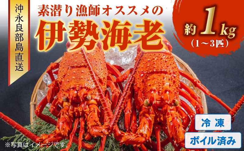 沖永良部島直送！素潜り漁師オススメのボイル済み冷凍伊勢海老 約1kg（1～3匹）！　W030-001u