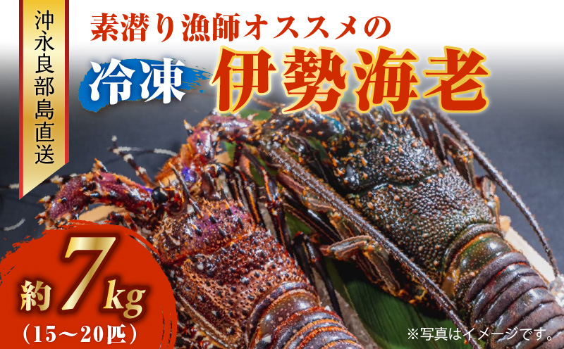 沖永良部島直送！素潜り漁師オススメの冷凍伊勢海老 約7kg（15～20匹）！　W030-006u