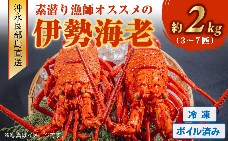沖永良部島直送！素潜り漁師オススメのボイル済み冷凍伊勢海老 約2kg（3～7匹）！　W030-012u