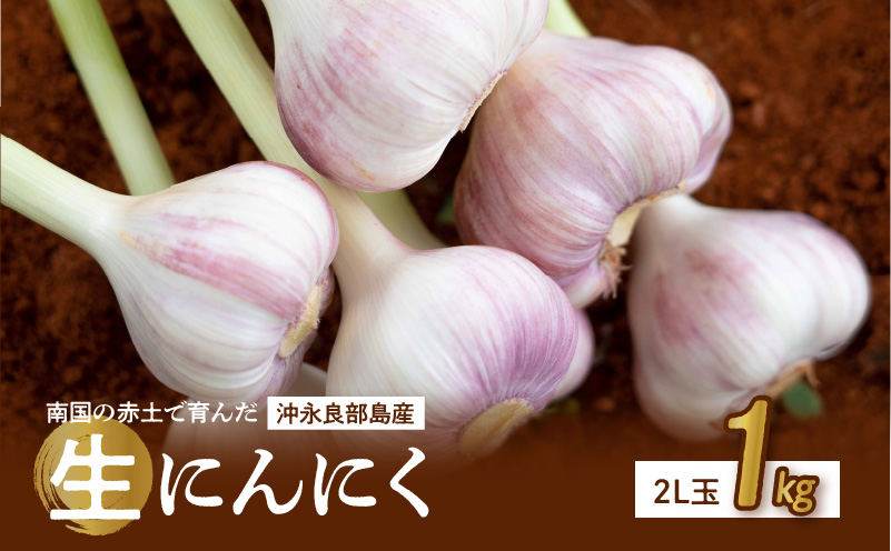 【2026年先行予約】農家厳選！南国の赤土で育んだ 沖永良部島産 生にんにく 2L玉 1kg【3月下旬～4月下旬】　W041-001u