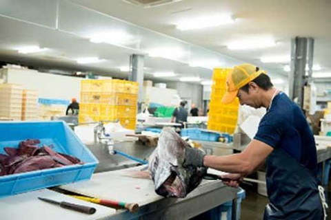 【泊漁港直送】 沖縄美ら海まぐろ 2Kg