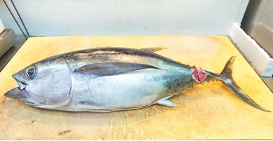 【泊漁港直送】沖縄美ら海まぐろ（皮付き）約5kg　※四つ割り発送（頭・尾無し）