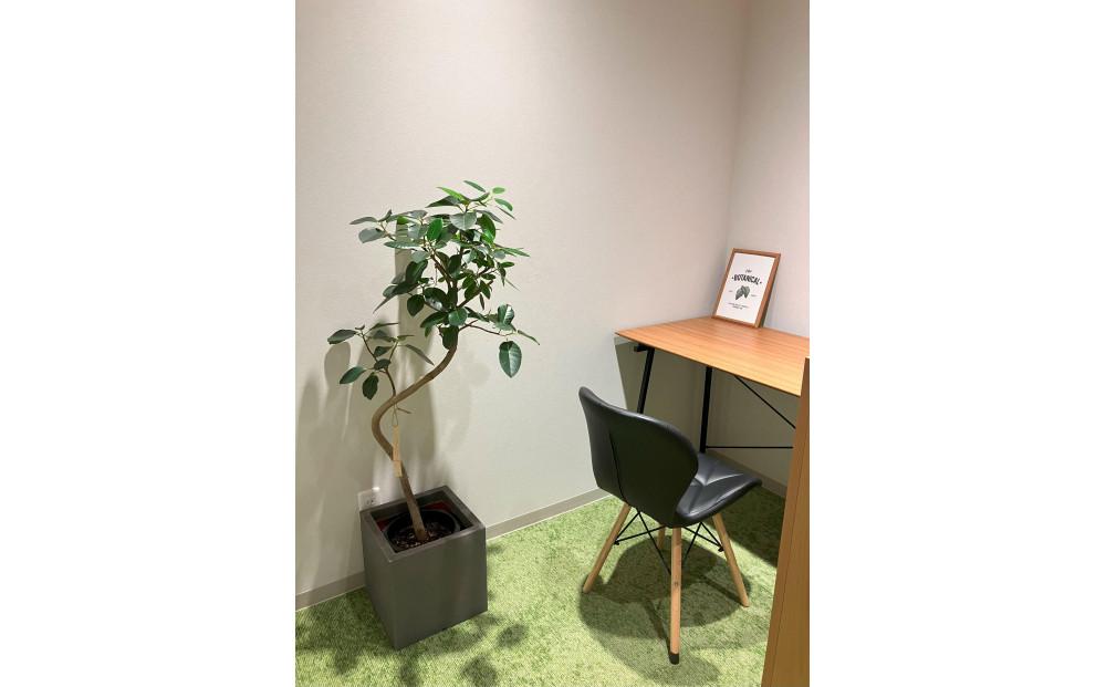 【3本セット】国内産 亜熱帯観葉植物 人気のフィカス・ウンベラータなど 8号 丸鉢 沖縄柄飾り布つき