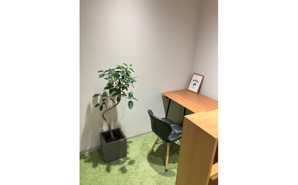 【5本セット】国内産 亜熱帯観葉植物 人気のフィカス・ウンベラータなど 8号 丸鉢 沖縄柄飾り布つき