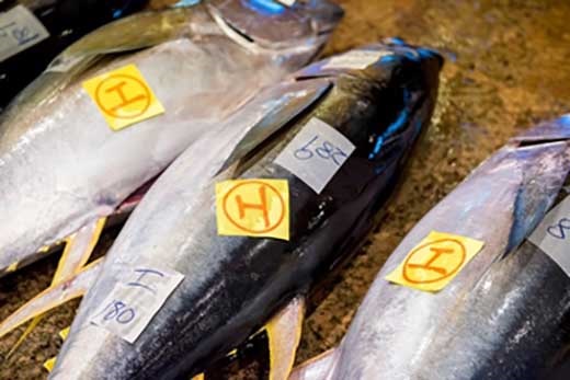 【泊漁港直送】沖縄美ら海まぐろ（皮付き）約5kg　※四つ割り発送（頭・尾無し）