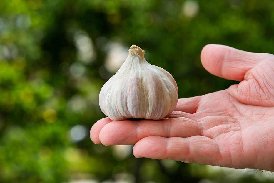 沖繩県産やんばる若鶏の丸焼き ハイグレードローストチキン ハーブ味 (2羽) ちょっとぜいたく チキンハウス 鶏肉 肉 にく 丸焼き 青森産ニンニク オリーブオイルを使用 ギフト お祝い パーティ 沖縄県 那覇市