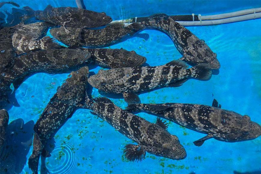 【鮮度抜群！】沖縄県産 しゃぶしゃぶセット ヤイトハタ（アーラミーバイ）約300～350g｜鍋 鍋セット 3～4人前