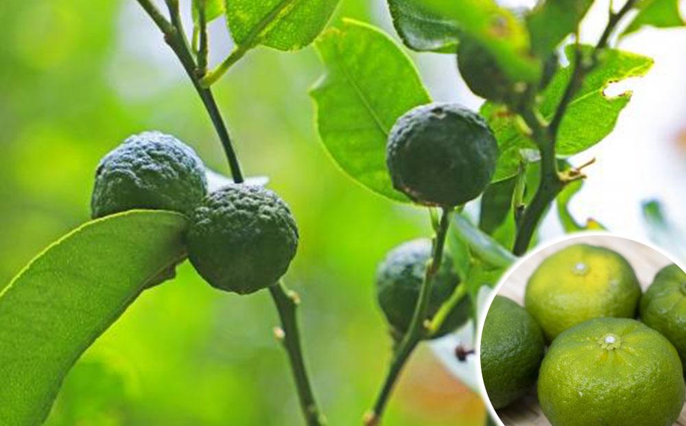 ※受付一時停止24.12.25※シークァーサーレアチーズケーキ