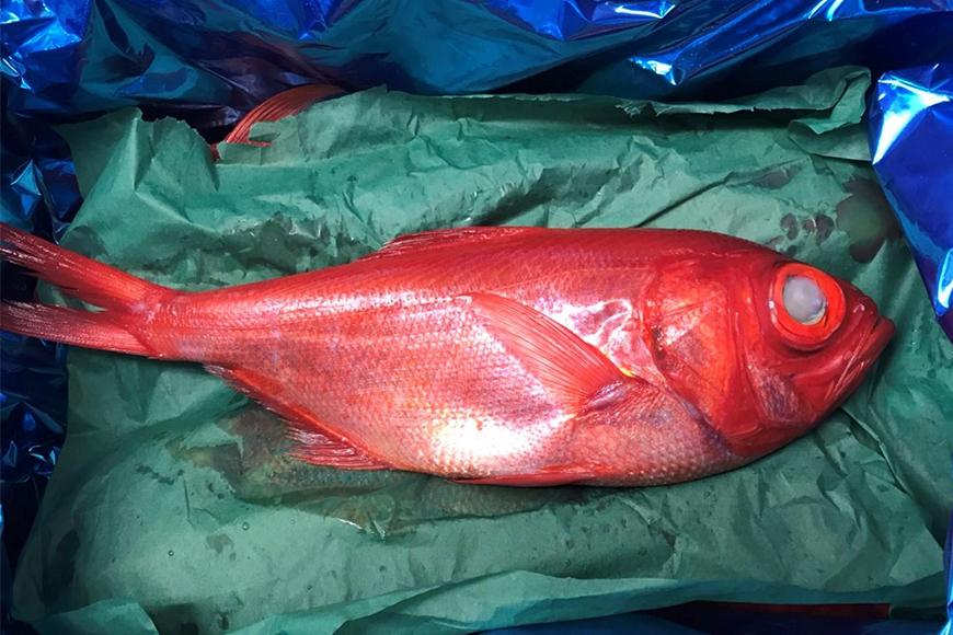 【鮮度抜群！】沖縄県産 しゃぶしゃぶセット 金目鯛 約300～350g｜鍋 鍋セット 3～4人前