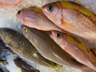 【泊漁港直送】 沖縄美ら海鮮魚4kgセット