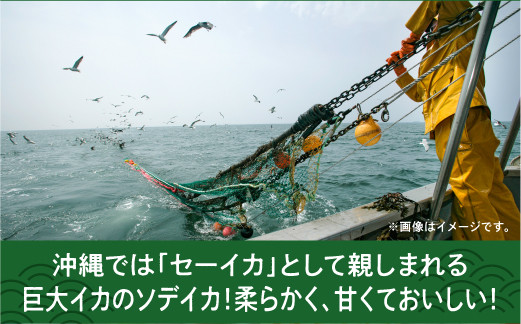 【沖縄県産 巨大イカ】ソデイカ短冊 | 宜野湾漁港で水揚げ