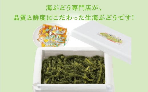 【沖縄県産】生海ぶどう 500g 専用タレ付き | 島食専門店kinchanchi 金ちゃんちの海ぶどう| 鮮度抜群！プチプチ食感。