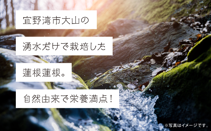 【令和7年10月以降発送】琉球蓮根 1kg 豊富な湧水とミネラルたっぷりの土で育った自然栽培の蓮根 [農薬 科学肥料 不使用] | NATURAL TONE | 蓮根 れんこん レンコン | 産地直送 採れたて 新鮮 シャキシャキ 根菜 野菜 | 沖縄県 宜野湾市 送料無料
