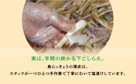 【沖縄県産】島らっきょう 塩漬け 500g | 島食専門店kinchanchi 金ちゃんちの海ぶどう