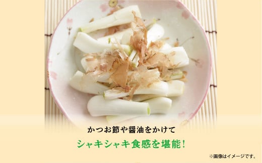 【沖縄県産】島らっきょう 塩漬け 500g | 島食専門店kinchanchi 金ちゃんちの海ぶどう