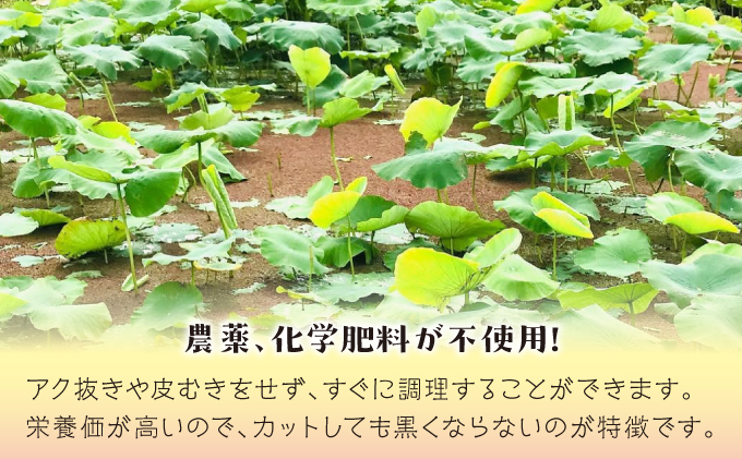 【令和7年10月以降発送】琉球蓮根 1kg 豊富な湧水とミネラルたっぷりの土で育った自然栽培の蓮根 [農薬 科学肥料 不使用] | NATURAL TONE | 蓮根 れんこん レンコン | 産地直送 採れたて 新鮮 シャキシャキ 根菜 野菜 | 沖縄県 宜野湾市 送料無料