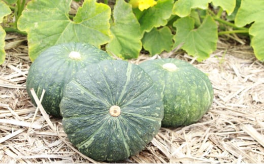 島かぼちゃとちんすこうのベイクドチーズケーキ | 国産 沖縄県産 つかざん完熟カボチャ | ポティロン株式会社 | チーズケーキ ちんすこう | 沖縄 お取り寄せ スイーツ おやつ お菓子 菓子 おかし お土産 ギフト | 沖縄県 宜野湾市 | 送料無料