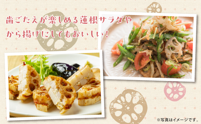 【令和7年10月以降発送】琉球蓮根 1kg 豊富な湧水とミネラルたっぷりの土で育った自然栽培の蓮根 [農薬 科学肥料 不使用] | NATURAL TONE | 蓮根 れんこん レンコン | 産地直送 採れたて 新鮮 シャキシャキ 根菜 野菜 | 沖縄県 宜野湾市 送料無料