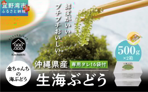 【沖縄県産】生海ぶどう 1kg（500g×2箱） 専用タレ付き 沖縄県産 | 島食専門店kinchanchi 金ちゃんちの海ぶどう| 鮮度抜群！プチプチ食感。
