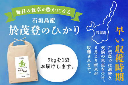 石垣島産 於茂登(おもと)のひかり 5kg みやぎ米屋【 日本一早い新米の産地 お米 産地直送 旬 しきゆたか 沖縄県 石垣市 送料無料 】MK-1