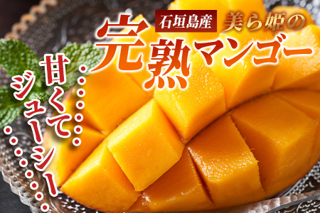 ［予約受付］美ら姫マンゴー1ｋｇ（完熟・アーウィン種）≪2026年7月中旬～順次発送≫ CB-1