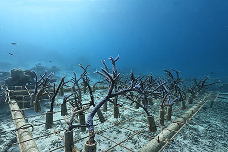 さんごの楽園プロジェクト(さんごの苗植え付け50本) SY-3-1