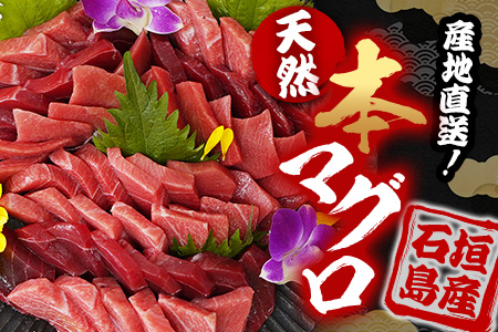 【先行予約】YE-01 石垣島産 天然本マグロ600g（まぐろ赤身・中トロ・大トロのミックスセット ）ヤエスイ マグロ船直送【2025年6月下旬より順次発送】