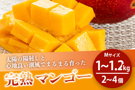 石垣島産完熟マンゴー（約 1～1.2 kg：２～４個） KP-11 【 産地直送 旬 フルーツ 新鮮 完熟 マンゴー 石垣 沖縄 】