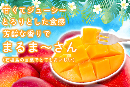 ＜先行予約＞「マンゴー」 ⽯垣島ど真ん中 まるま〜さん マンゴー 1kg (2～3玉) ≪2026年7月頃より順次発送予定≫ (アーウィン種)【 産地直送 マンゴー アーウィンマンゴー アップルマンゴー 沖縄県 八重山 石垣産 アーウィン種 マンゴー フルーツ 果物 】 IT-1