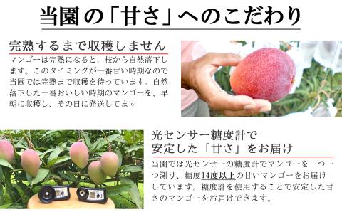 【先行受付】《2025年7月～8月中旬順次発送》完熟石垣島マンゴー（石垣島産）1kg ときわマンゴー農園 TK-1-1