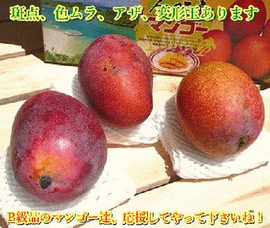 【予約受付】石垣島産 《訳あり・ご自宅用マンゴー》 約1kg エコ箱入り（2～4個入り）2025年6月末〜7月下旬発送 SI-29-2