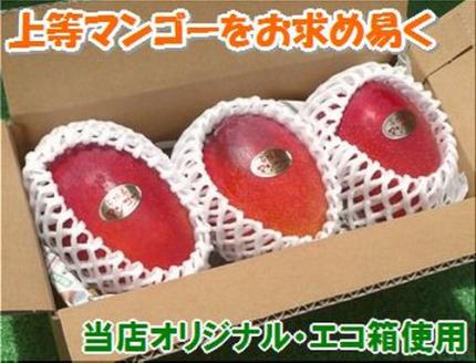 石垣島産 完熟マンゴー 約1kg エコ箱入り（2～3個入り）2025年6月末〜7月下旬発送 SI-31-1