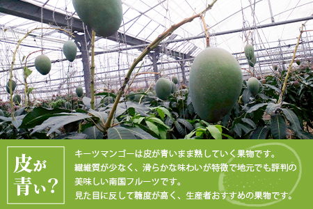 予約受付【訳あり】沖縄県石垣島産 キーツマンゴー 1.2kg～1.6kg【2～4玉】【口当たりがなめらかな 高糖度マンゴー】2025年発送分
