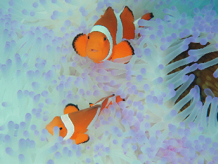 ファンダイビング利用券　石垣島のマンタ・サンゴ・ウミガメに会いに行こう YD-1-1