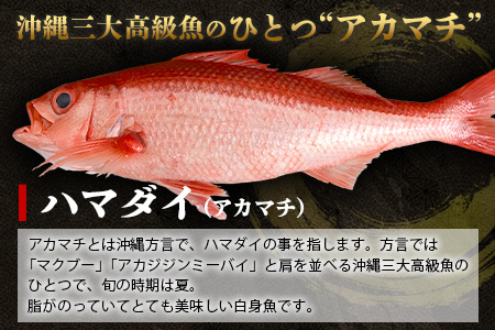 【予約受付】高級ブランド魚 尖閣赤マチ 1尾 約1kg 下処理済【沖縄三大高級魚】 GK-3
