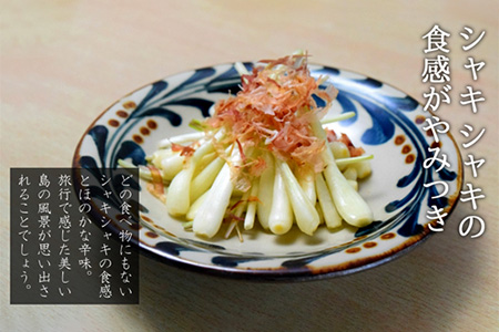 【先行受付】島らっきょう 生 土付き １kg《2026年2月上旬～3月下旬発送予定》沖縄 石垣島 農家直送【野菜 らっきょう 島らっきょう おつまみ 採れたて 漬物 天ぷら】TK-7