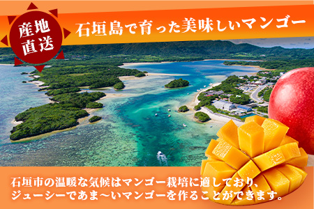 【2026年発送 予約受付分】「紅福姫ブランド」石垣島のマンゴー 約1kg【沖縄県 石垣市 産地直送 旬 石垣島産 マンゴー 完熟マンゴー アーウィン種マンゴー】 OT-004