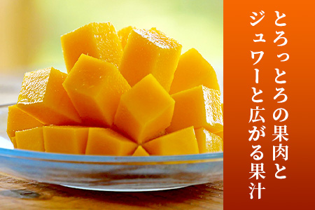 【先行受付】《2025年7月～8月中旬順次発送》訳あり 沖縄マンゴー（石垣島産）1kg ときわマンゴー農園 TK-8