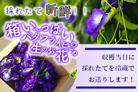 希少！採れたて新鮮！八重咲バタフライピーの生花（食用花、生ハーブ）特別栽培、栽培期間中農薬不使用 ３月～順次発送 OI-8