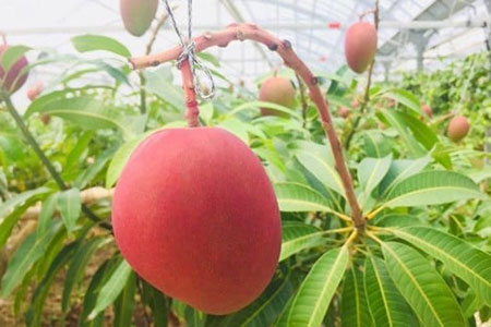 IF-2【2025年発送 予約受付分】マンゴー(アーウィン種) 4～5玉