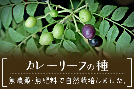 カレーリーフの種　15粒【 沖縄 石垣島 香辛料 種 無農薬 無肥料 】CS-4