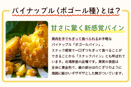 【予約受付】石垣島産　有機パイナップル・ボゴール種 3玉（約2.8kg前後）〈常温〉《６月上旬～順次発送予定》｜パイナップル パインアップル 石垣島パイン フルーツ 果物 くだもの 南国フルーツ 国産パイン　E-41