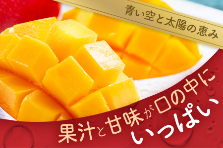 【予約受付】石垣島産　完熟マンゴー１ｋｇ（アーウィン種） 《2025年6月中旬から7月下旬順次発送》｜ ふるさと納税 マンゴー フルーツ 沖縄県 石垣市 FF-1