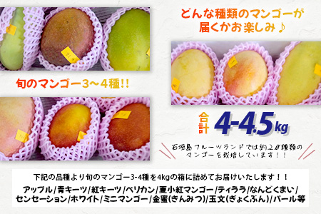 先行予約】産地直送！石垣島産 マンゴー 食べ比べセット4～4.5kg (３～４種) (2024年6月中旬～8月下旬発送) IF-8:  石垣市ANAのふるさと納税