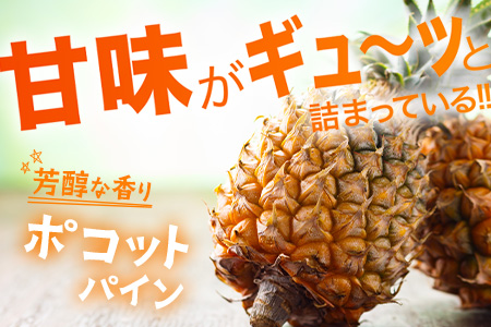 【先行予約】ポコットパイン1ｋｇ（1～2玉）お勧め♪川平パイン《2026年5月～10月頃順次発送》KN-3