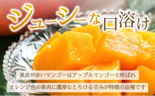 【2026年6月末から順次発送】2L～3L マンゴー2～3玉（約1kg） 【 産地直送 旬 フルーツ 新鮮 完熟 マンゴー 石垣 沖縄 】KP-24