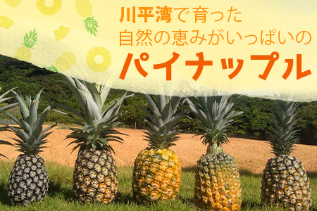 【予約受付】【KABIRAパイナップル2玉1kg以上】♪品種は届いてのお楽しみ♪《2025年5月以降順次発送》MF-1