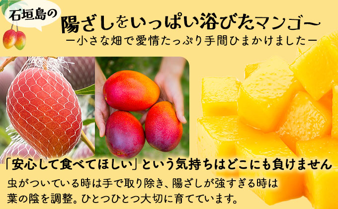 ＜わんのマンゴー＞石垣島産マンゴー【アーウィン】 合計1kg NA-03